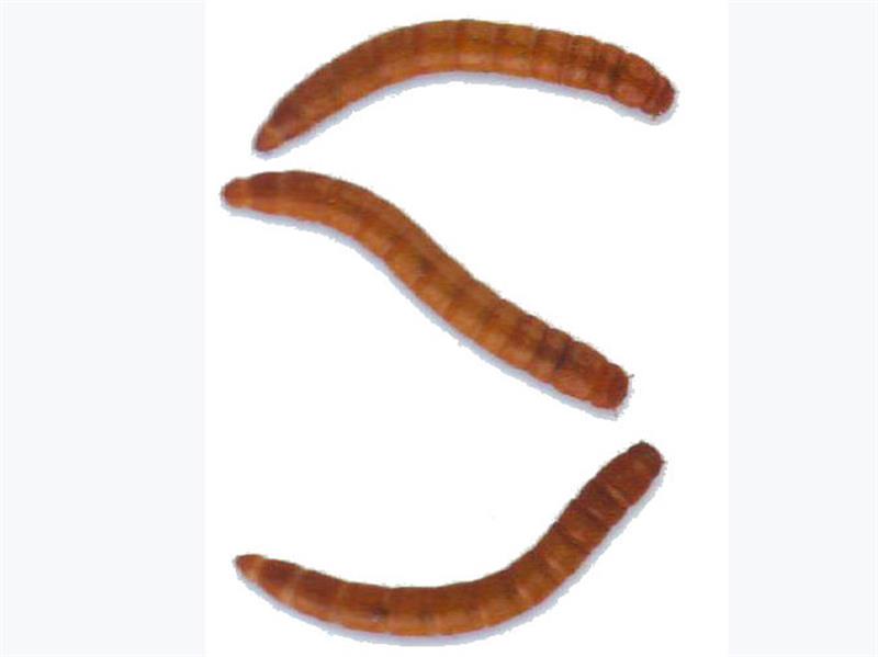 Meal Worms, Live Feeders, Pet Shop