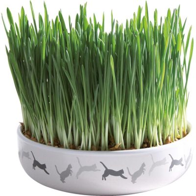 Trixie Ceramic Cat Bowl 0.25L | + Grow Your Own Cat Grass